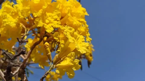 Tabebuia flower Video stock 288555909