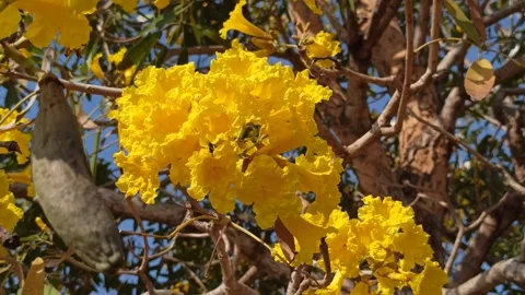 Tabebuia flower Video stock 288556062