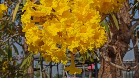 Tabebuia flower Stock-Footage 288556097