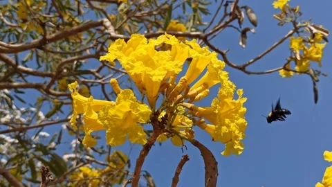 Tabebuia flower Video stock 288556111