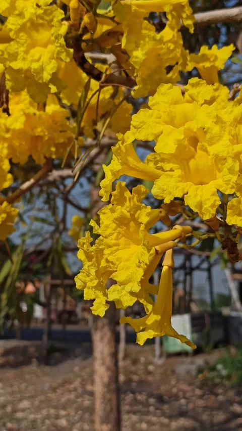 Tabebuia flower Video stock 288556116