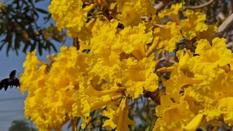 Tabebuia flower Video stock 288556128