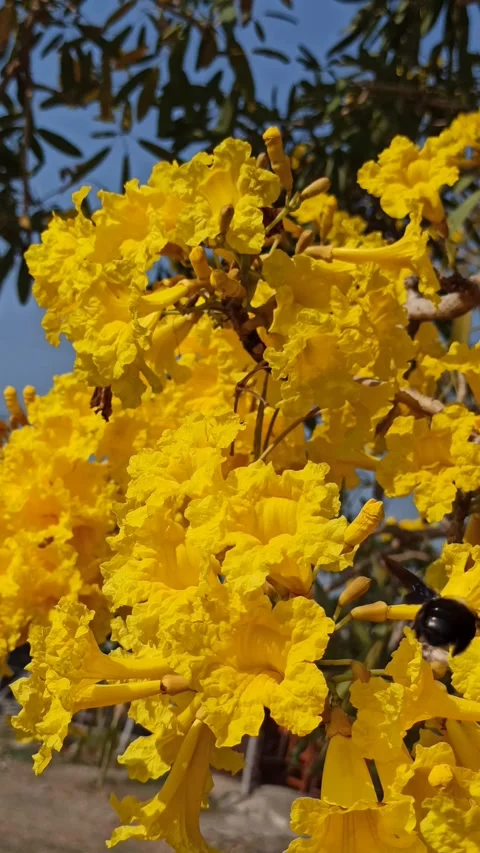 Tabebuia flower Stock-Footage 288556181