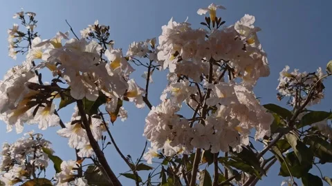 Tabebuia flower Video stock 288556192