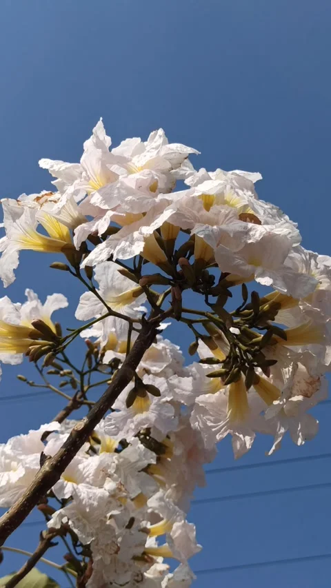 Tabebuia flower Stock-Footage 288556240