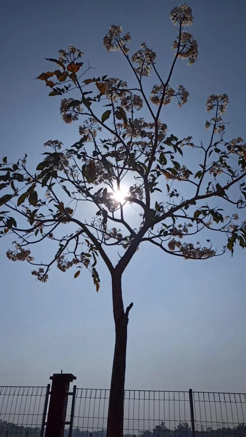 Tabebuia flower Stock Footage 288556242