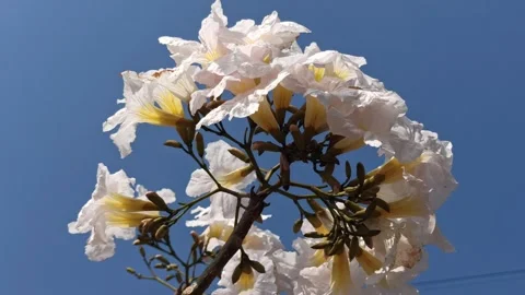 Tabebuia flower Stock-Footage 288556243