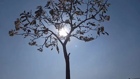 Tabebuia flower Video stock 288556355