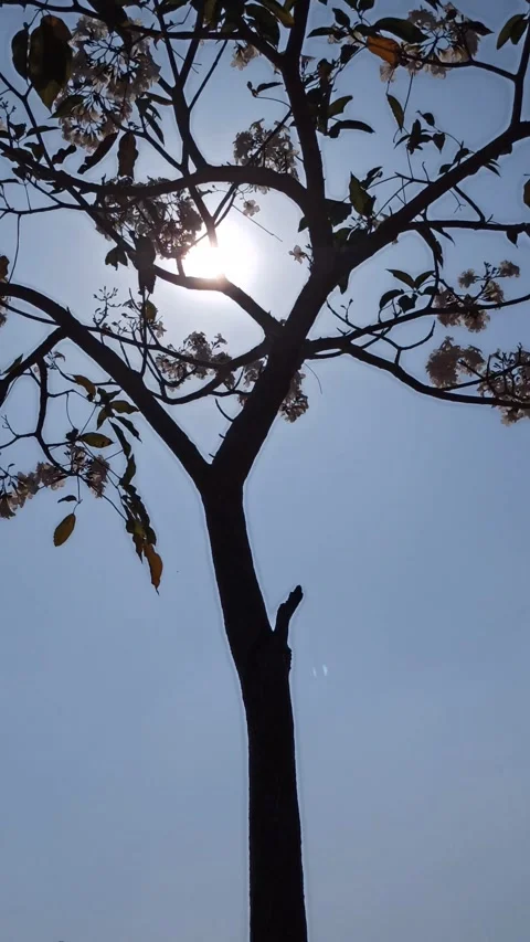 Tabebuia flower Video stock 288556364