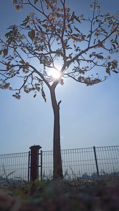 Tabebuia flower Stock Footage 288556386