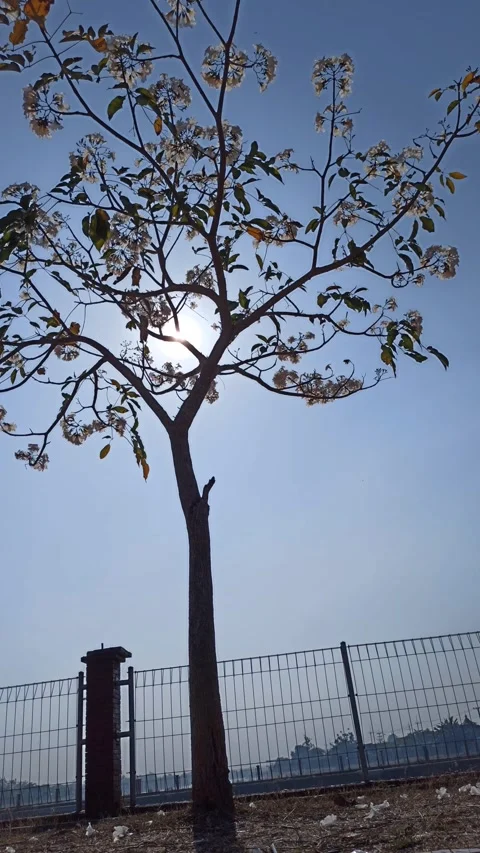 Tabebuia flower Video stock 288556442