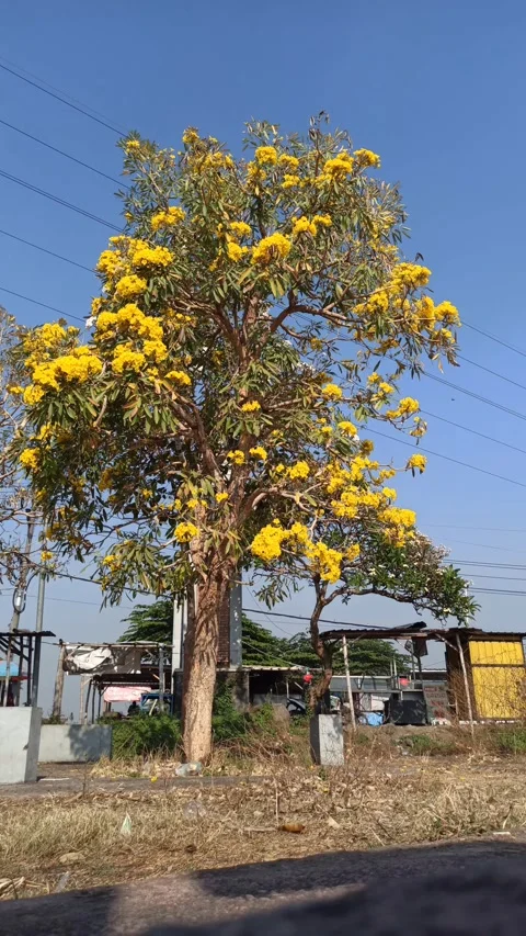 Tabebuia flower Video stock 288556475