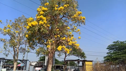 Tabebuia flower Stock Footage 288556495