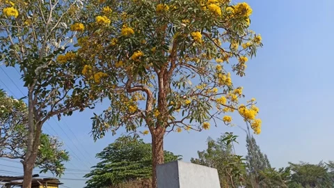 Tabebuia flower Stock Footage 288556497