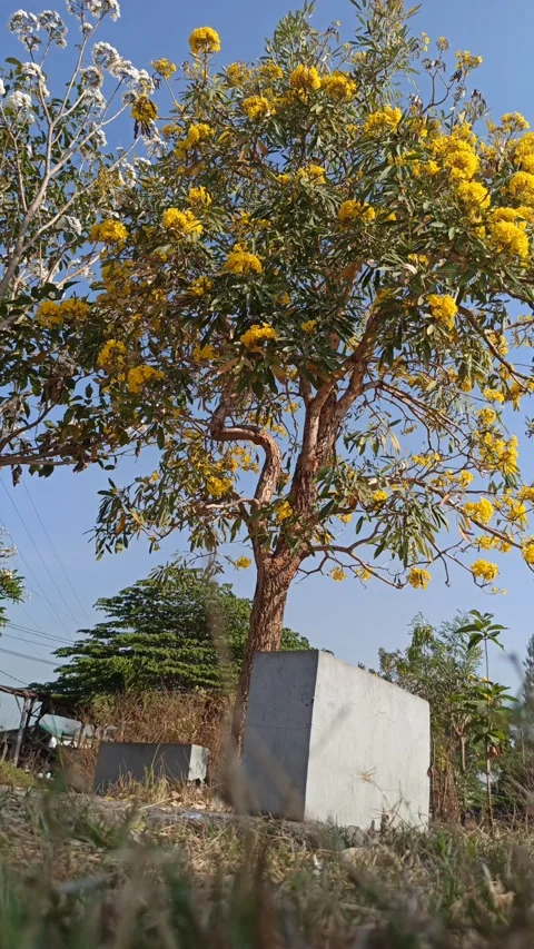 Tabebuia flower Stock Footage 288556522