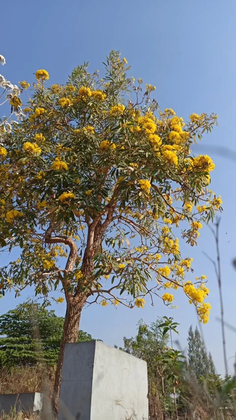 Tabebuia flower Stock-Footage 288556557