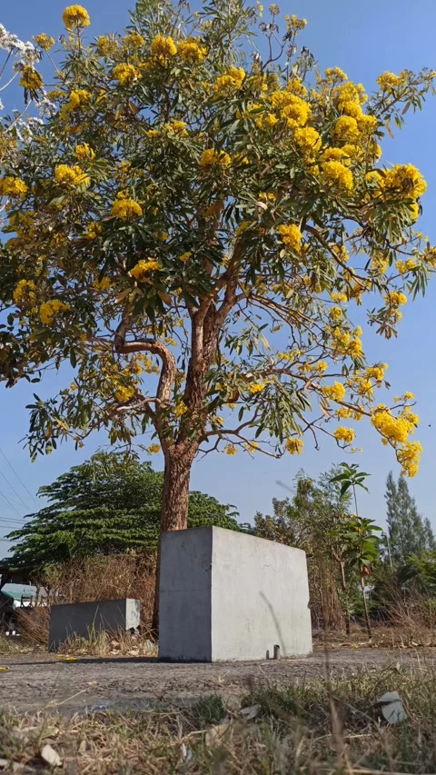 Tabebuia flower Stock Footage 288556612