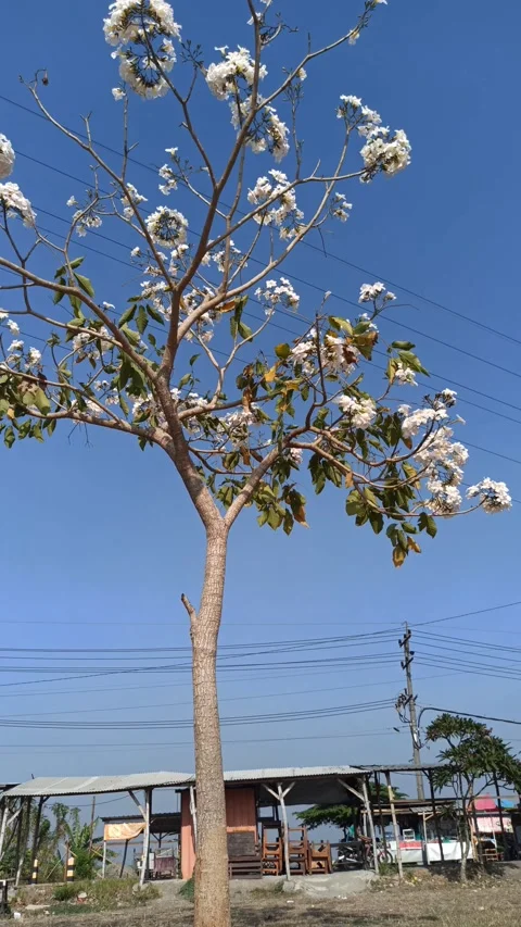 Tabebuia flower Video stock 288556613
