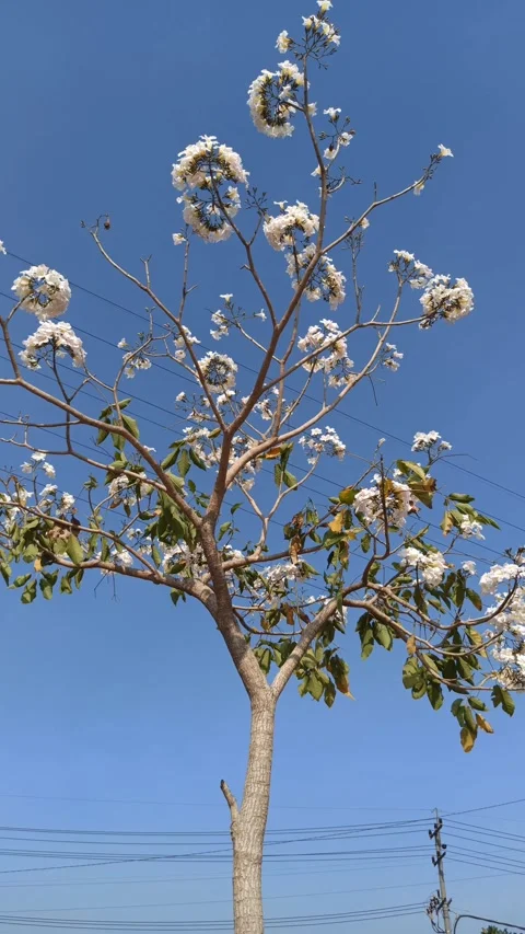 Tabebuia flower Video stock 288556617