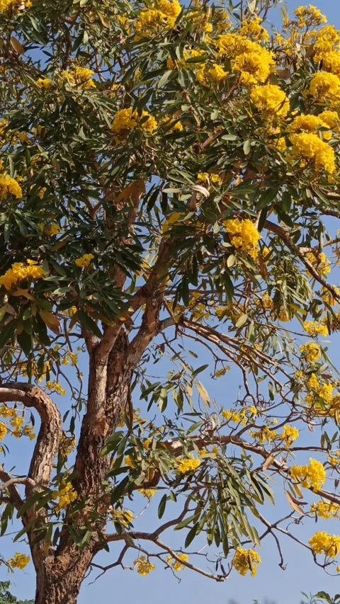 Tabebuia flower Stock Footage 288556651