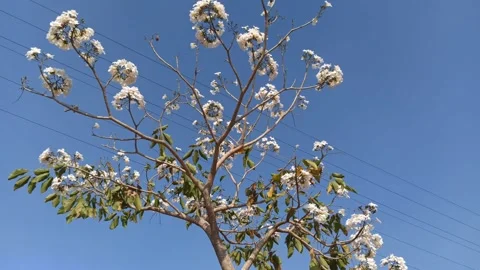 Tabebuia flower Stock Footage 288556669