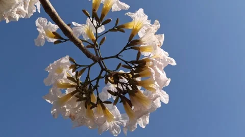 Tabebuia flower Stockbeeldmateriaal 288556670