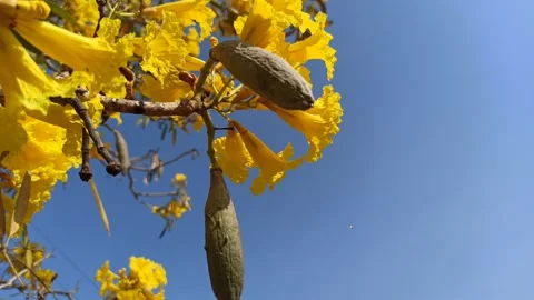 Tabebuia flower Stock Footage 288556710