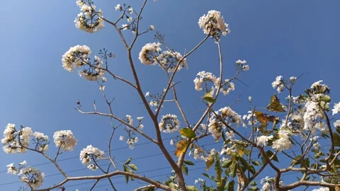 Tabebuia flower Stock Footage 288556713