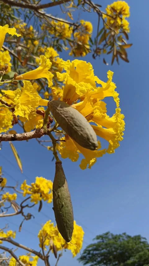 Tabebuia flower Stock-Footage 288556718