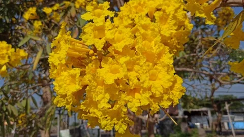 Tabebuia flower Video stock 288556759