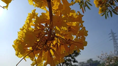 Tabebuia flower Stock-Footage 288556760