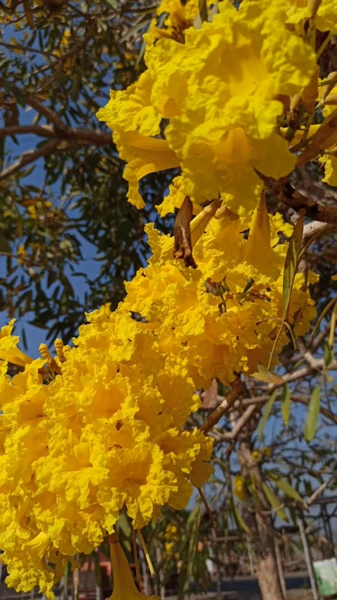 Tabebuia flower Video stock 288556811