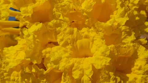 Tabebuia flower Video stock 288556816