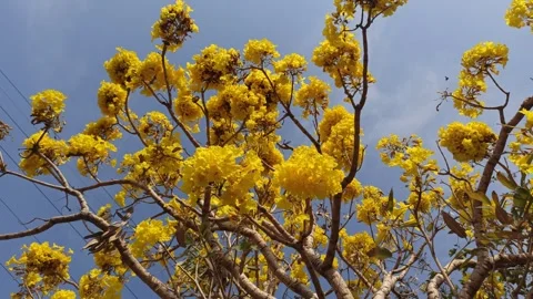 Tabebuia flower Stock-Footage 288559457