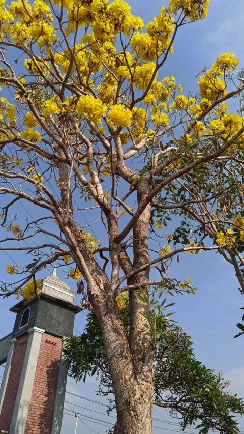 Tabebuia flower Video stock 288559466