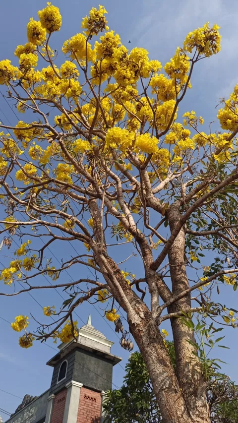Tabebuia flower Video stock 288559467