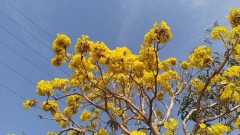 Tabebuia flower Stock Footage 288559585