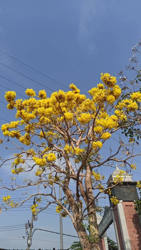 Tabebuia flower Video stock 288559587