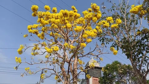 Tabebuia flower Video stock 288559610
