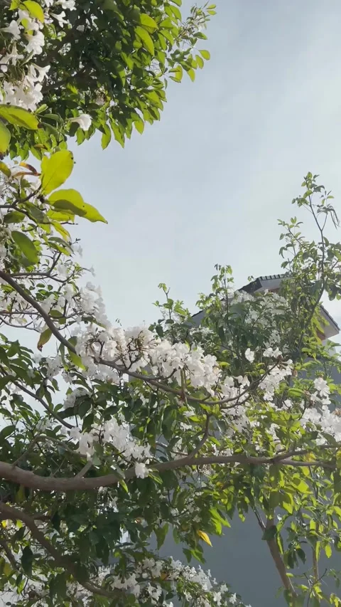 Tabebuia flowers Stock Footage 291415680