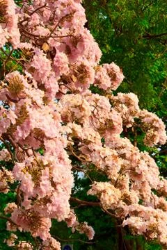 Tabebuia pentaphylla hemsl Foto stock
