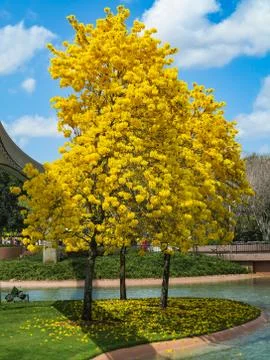 Tabebuia Stock Photos