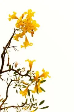 Tabebuia Stock Photos