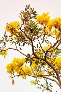 Tabebuia Stock Photos