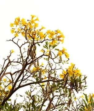 Tabebuia Stock Photos