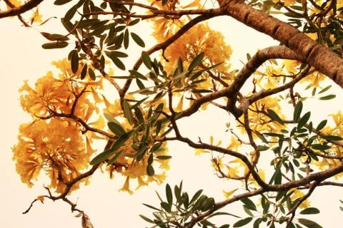 Tabebuia Stock Photos