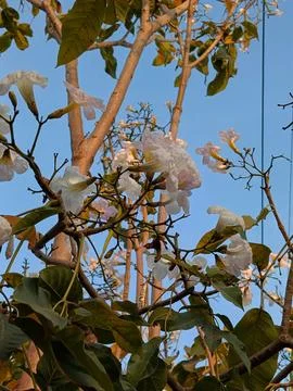 Tabebuia Fotos de archivo