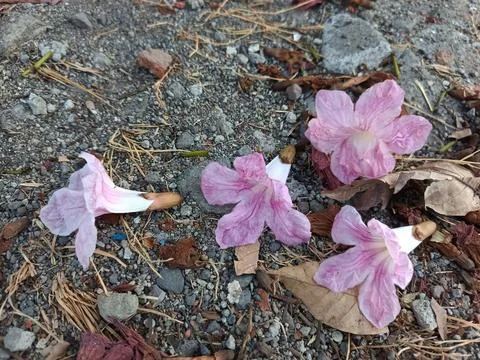 Tabebuia Stock Photos