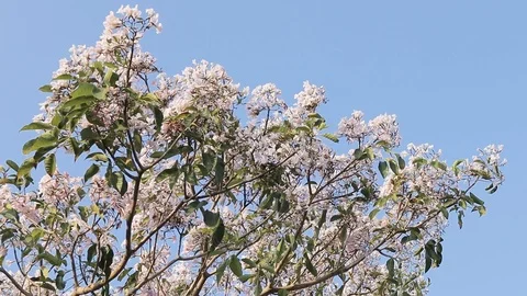 Tabebuia Roseoalba Blooms. Swaying Flower Trees in The Wind. Relaxing Nature. Stock Footage