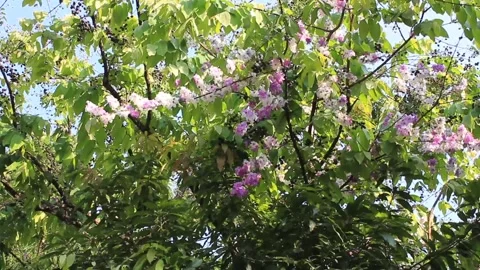 Tabebuya flowers bloom on trees in spring Stock Footage 286770862